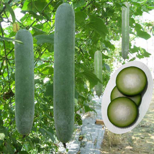 Bí xanh - thực phẩm dược liệu vàng cho sức khỏe