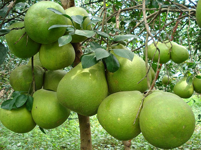 Bưởi năm roi (1kg)