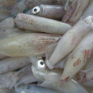 Mực nháy– Hiền Nhuần (500g | 1kg)