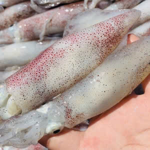 Mực trứng 12–14 con/kg – Hiền Nhuần (500g | 1kg)
