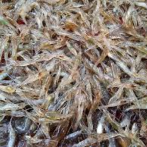 Tép đồng tươi – Hiền Nhuần (300g | 500g | 1kg)